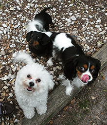 Bichon, Cavalier King Charles Spaniel, and Dachshund (Lily, Monty, Simone) - JJ and Alisa's dogs